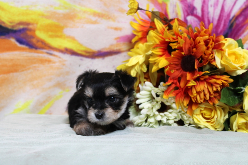 puppy, for, sale, Morkie, Matthew B. Stoltzfus, dog, breeder, Gap, PA, dog-breeder, puppy-for-sale, forsale, nearby, find, puppyfind, locator, puppylocator, aca